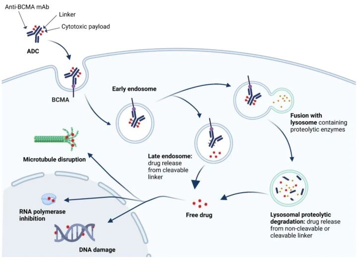 BCMA-Targeted ADC Therapy: A New Direction for Precision Treatment of Multiple Myeloma