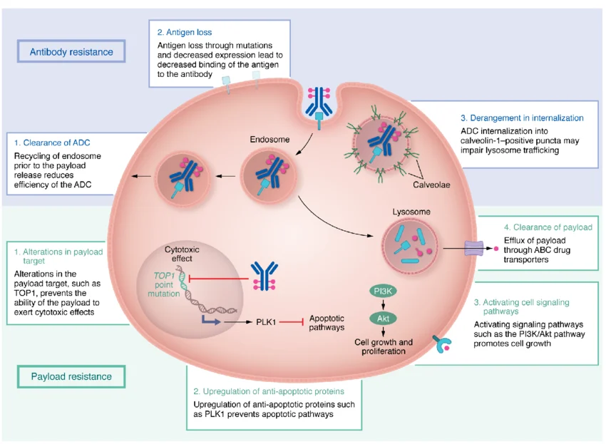 Bispecific ADC Mechanism