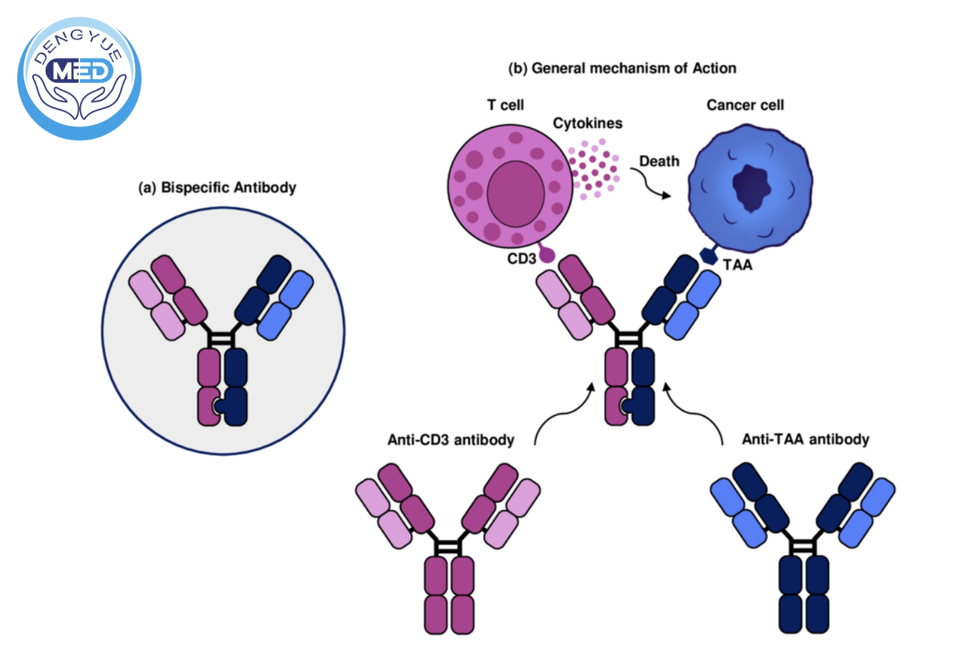 Bispecific Antibodies Surge in 2026: From Hematologic Malignancies to Solid Tumors — New Data on T-Cell Engagers and Multispecific Antibodies