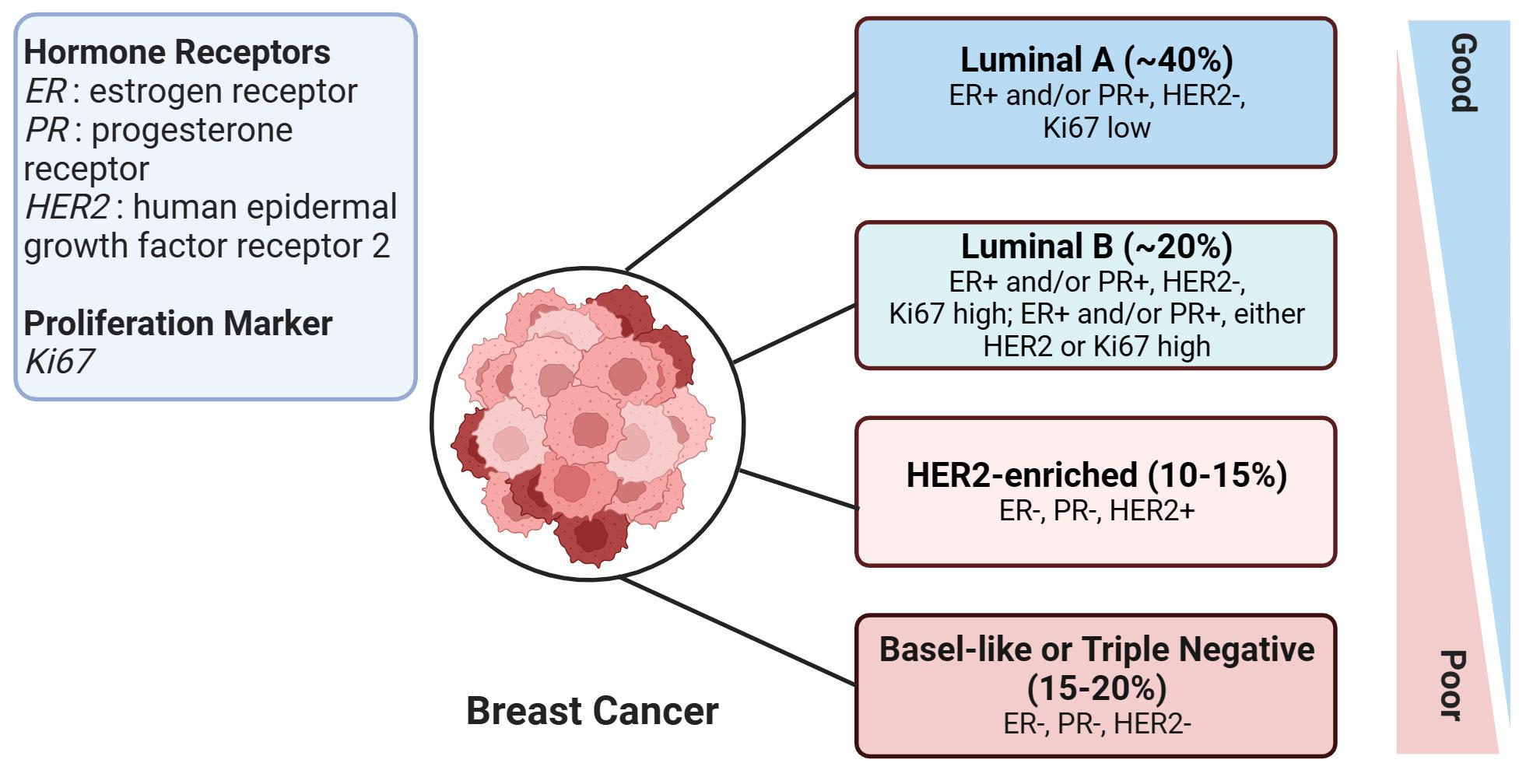 Breast Cancer Molecular Subtypes