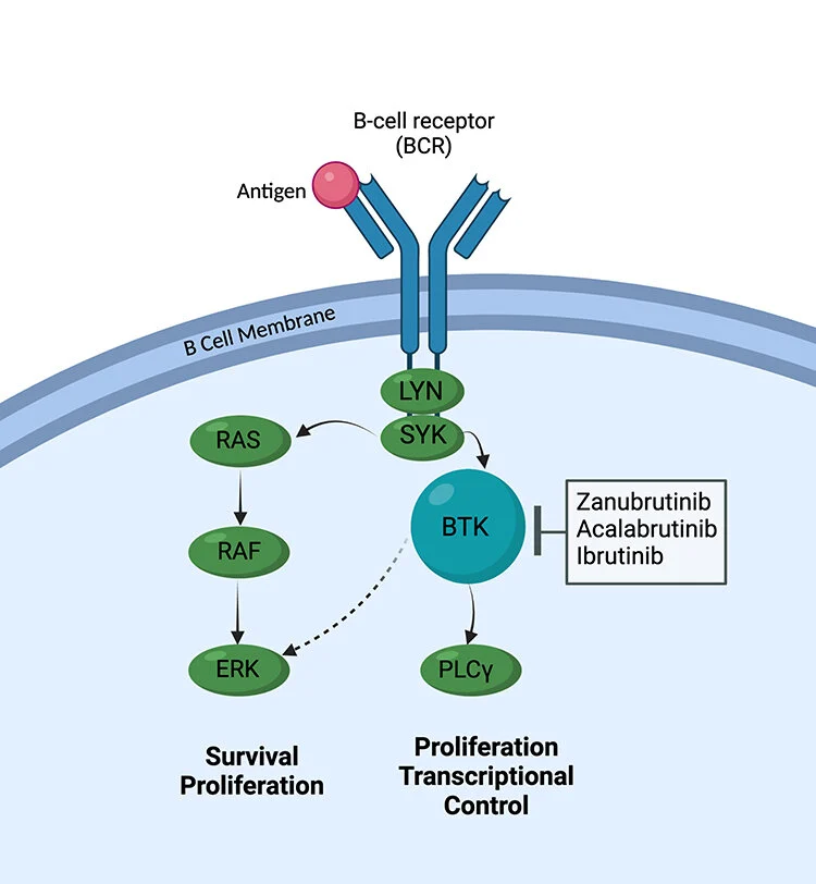 BTK BCR pathway
