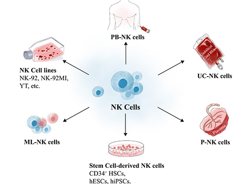 Breakthrough with CAR-NK Plus PD-1: Survival in Advanced Colorectal Cancer Exceeds 700 Days