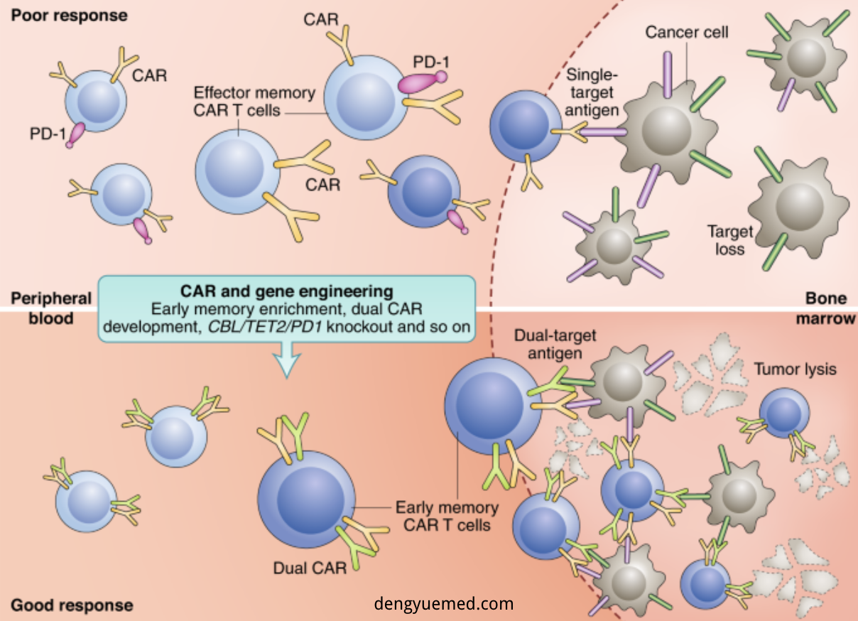 CAR-T 2.0 Mechanism