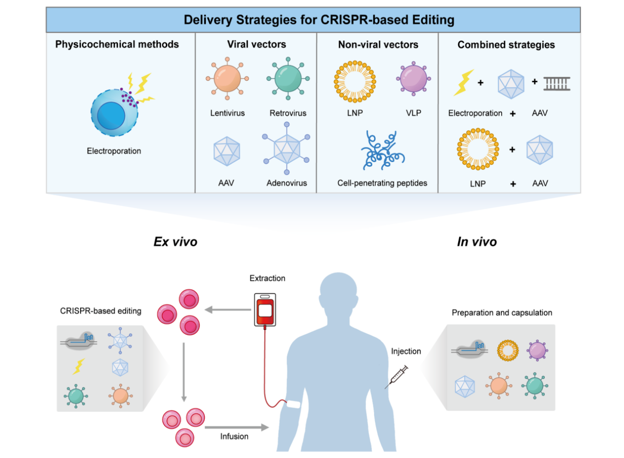CRISPR Delivery Strategies