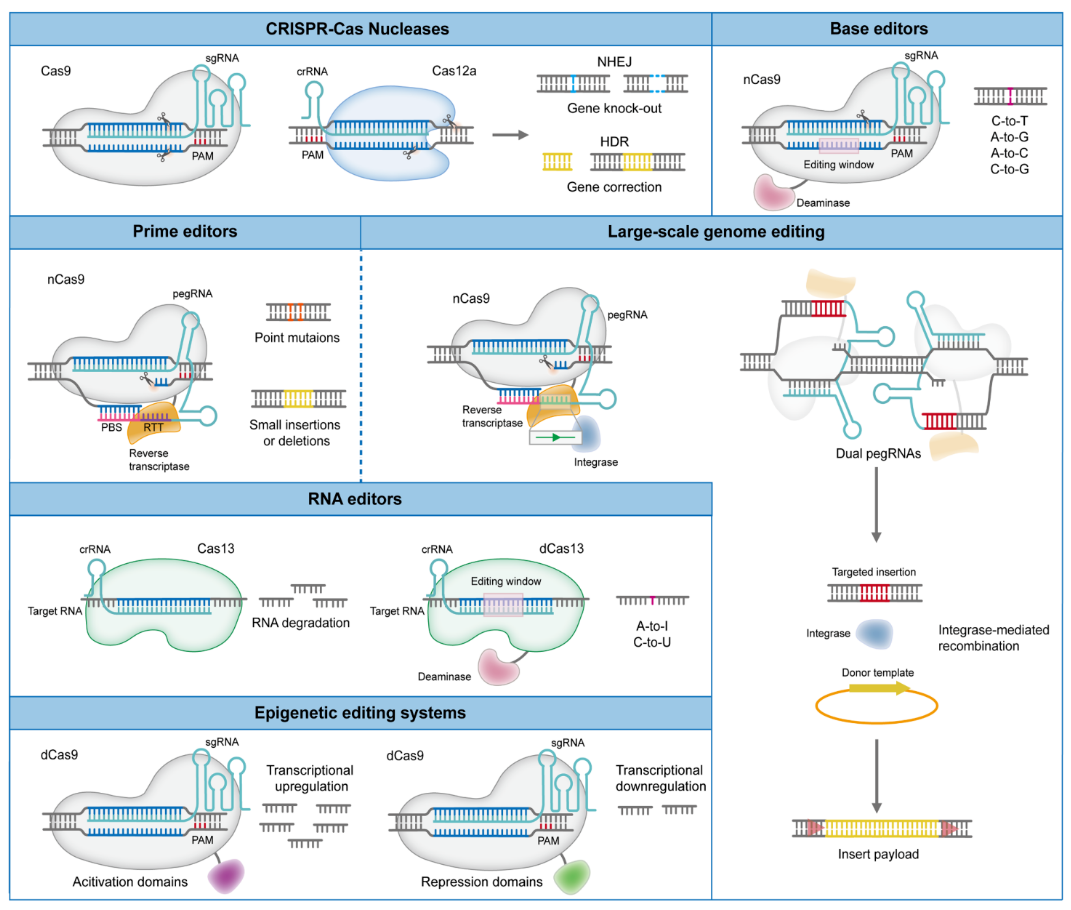 CRISPR Genome Editing Platforms and Mechanisms