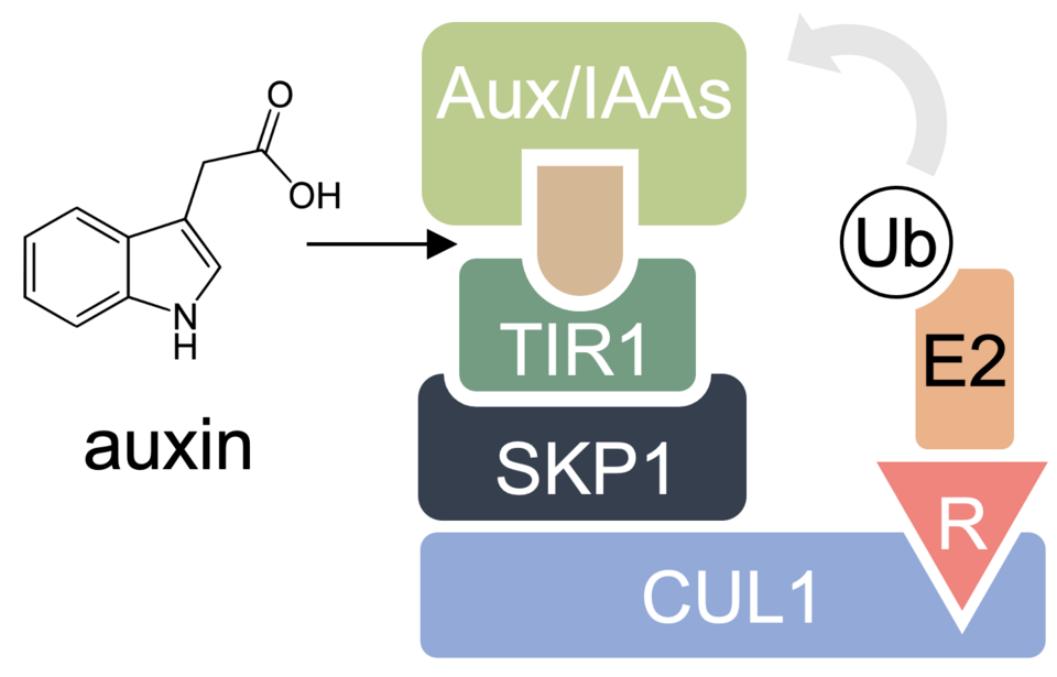E3 Ligase Mechanism