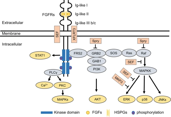 FGFR signaling pathway