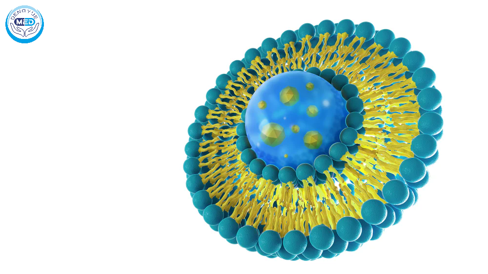 From Liposomes to ADCs: Breakthroughs of Novel Drug Delivery Systems in Cancer Therapy