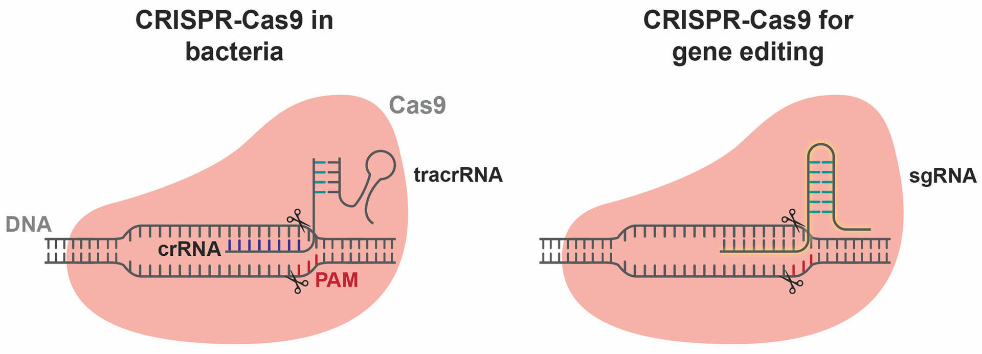 Gene Editing CRISPR Technology
