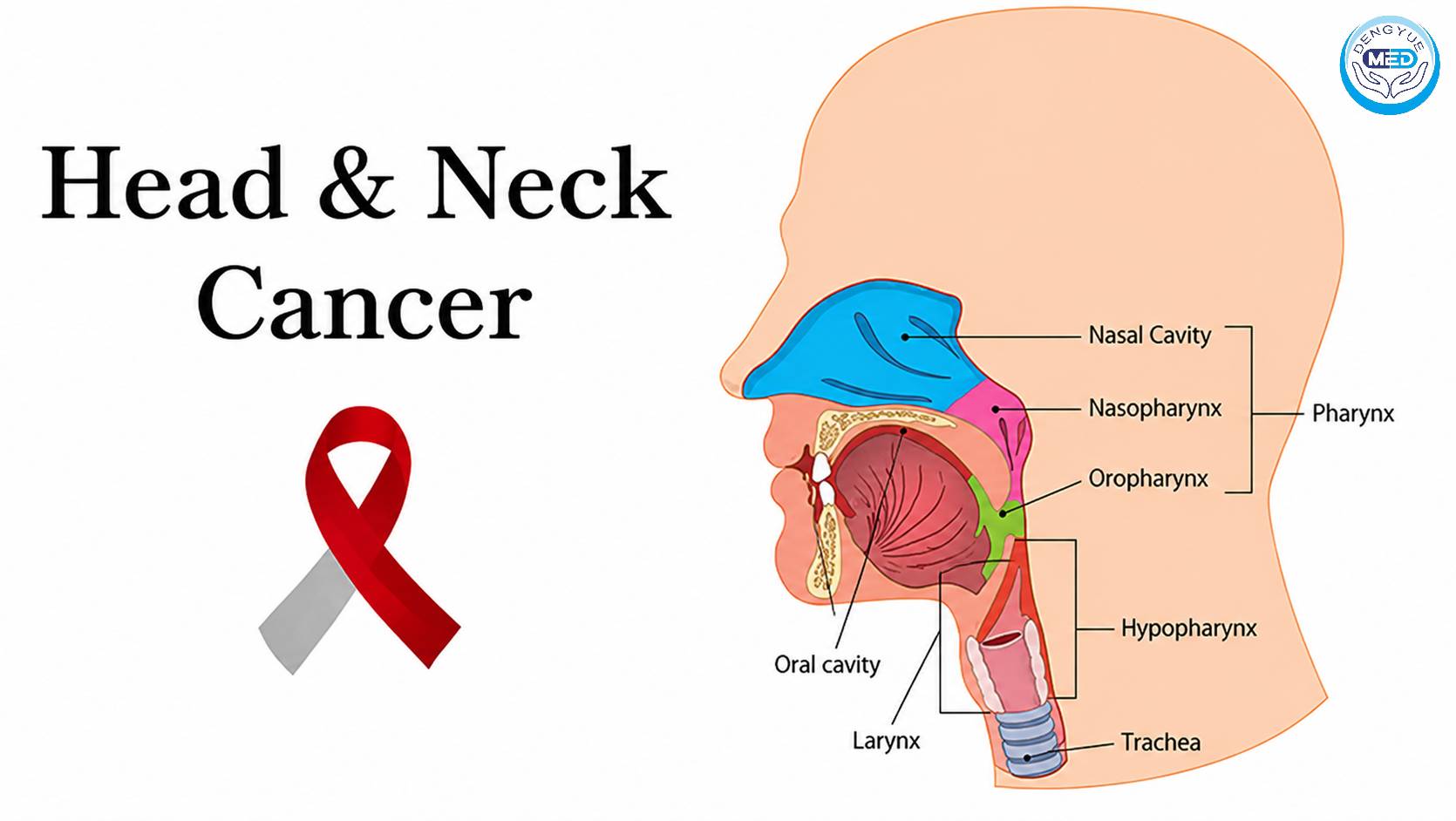 What Is the Difference Between Nasopharyngeal Cancer, Oropharyngeal Cancer, and Laryngeal Cancer? Understanding the Key Differences Among Three Head and Neck Cancers