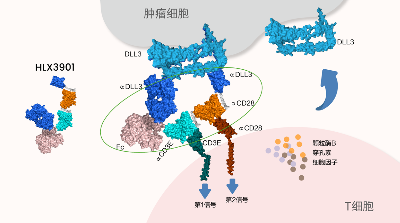 Mechanism of Action of HLX3901: How a Tetraspecific Antibody Simultaneously Targets DLL3, CD3, and CD28