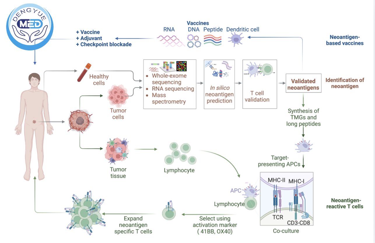 Cancer Immunotherapy Mechanisms