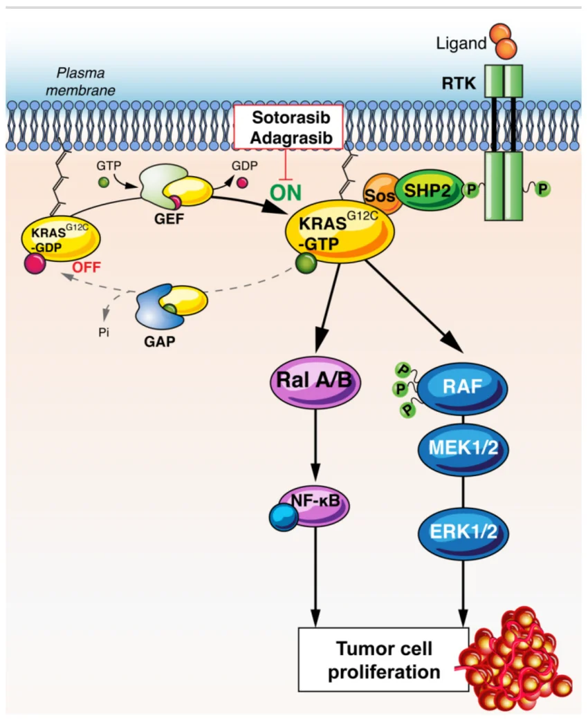 KRAS MAPK signaling pathway