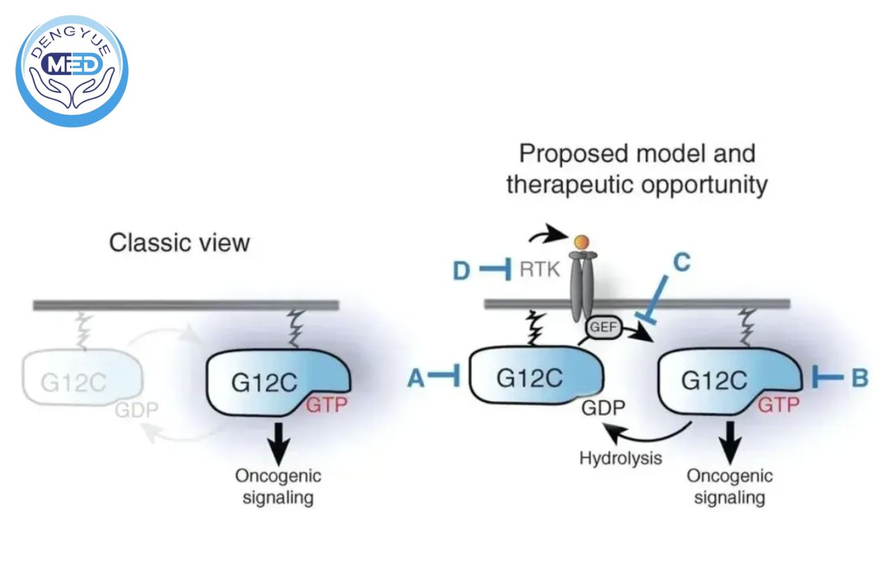 KRAS mechanism and pan-KRAS targeting strategy