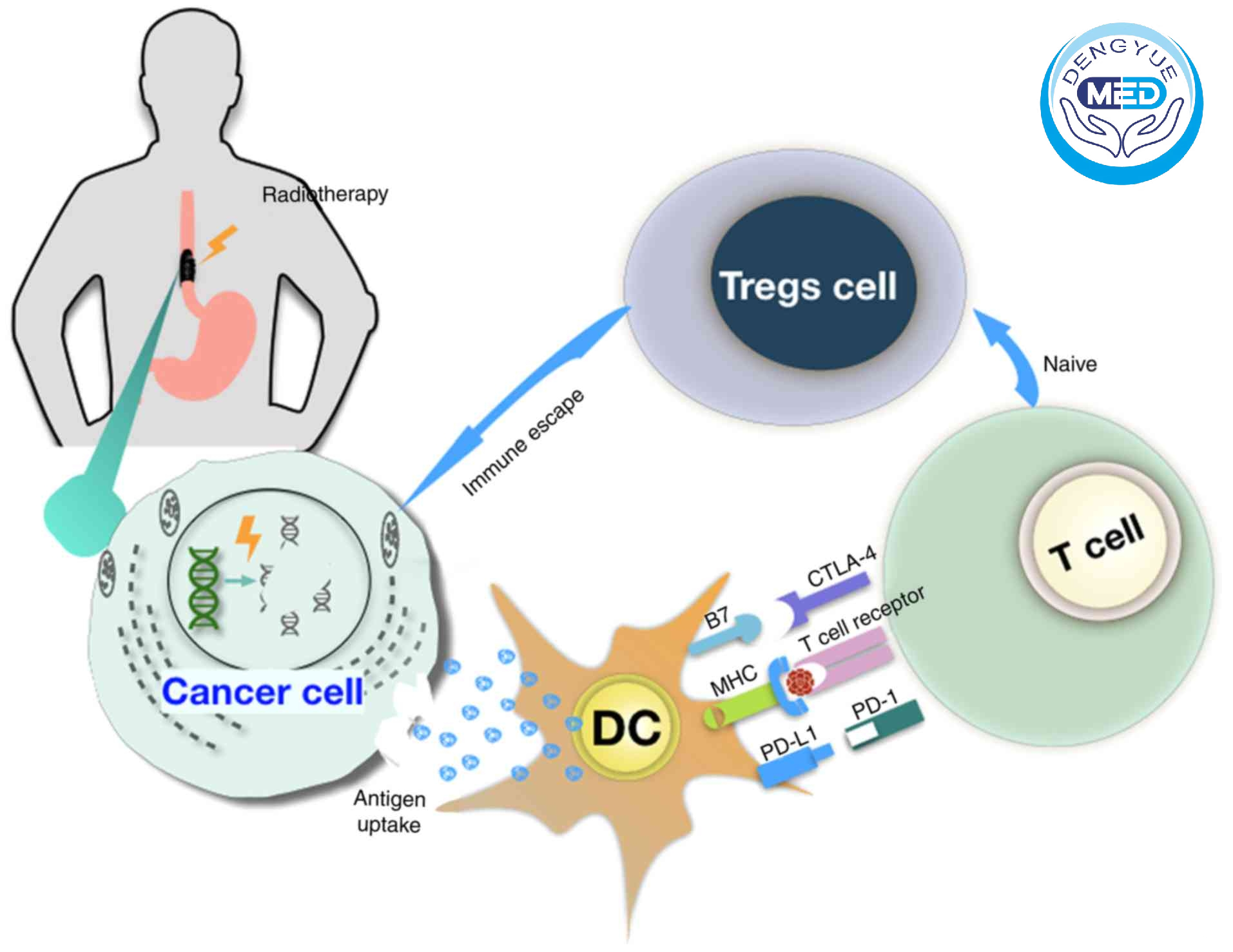 PD-1 PD-L1 Mechanism