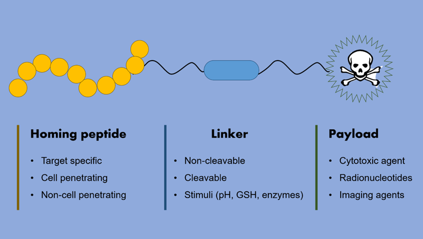 Peptide-Drug Conjugates (PDC): The Next Frontier After ADC in Precision Oncology