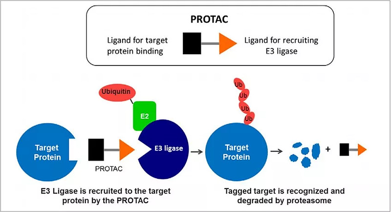 From Inhibition to Degradation: Why Is PROTAC Considered the Next Revolution in Drug Discovery?