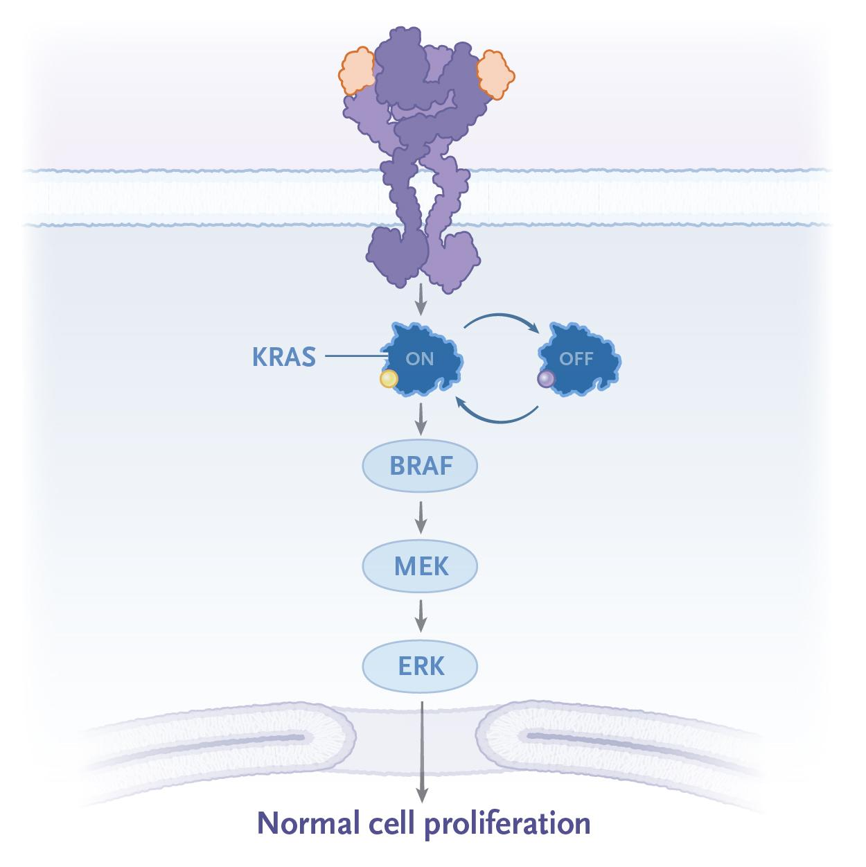 RAS Signaling Pathway