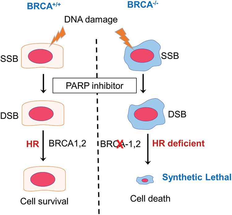 Synthetic lethality between BRCA deficiency and PARP inhibition