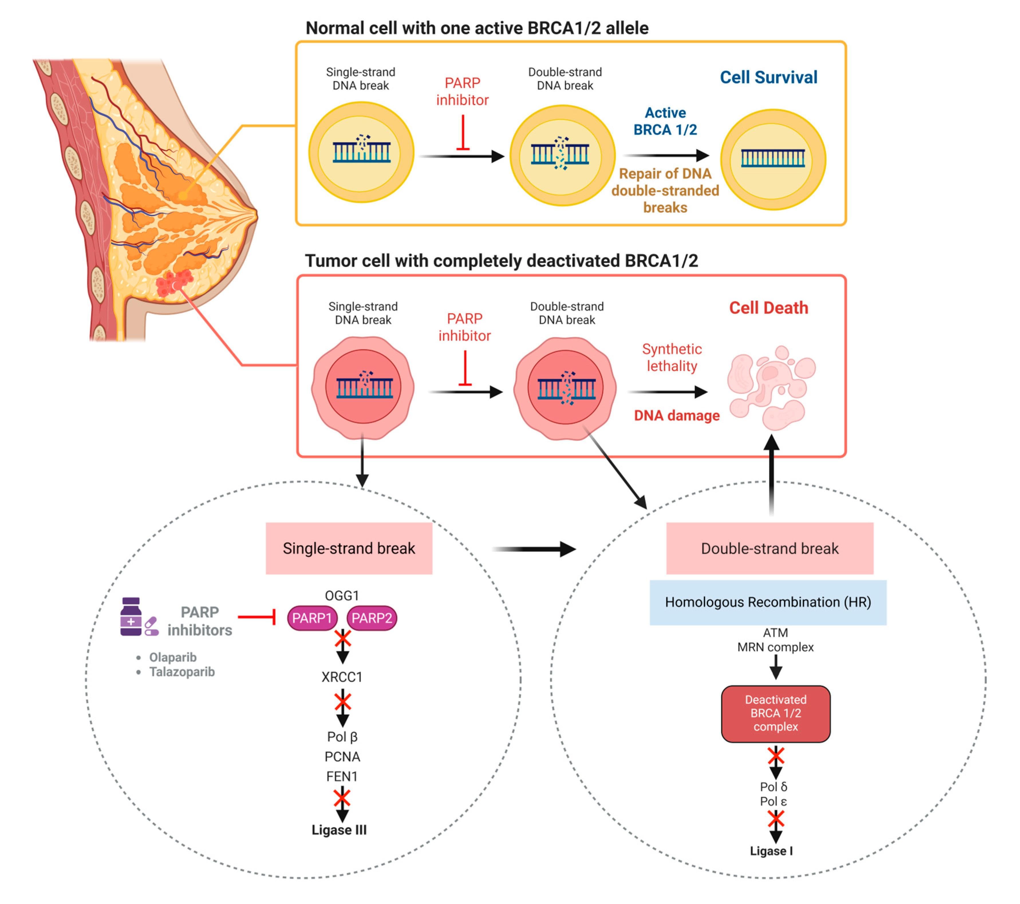 PARP inhibitors and cancer treatment