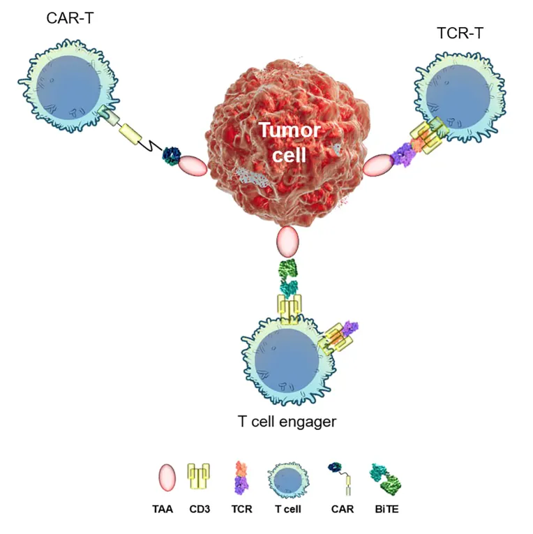 Comparison of CAR-T, TCR-T, and T-Cell Engager Mechanisms
