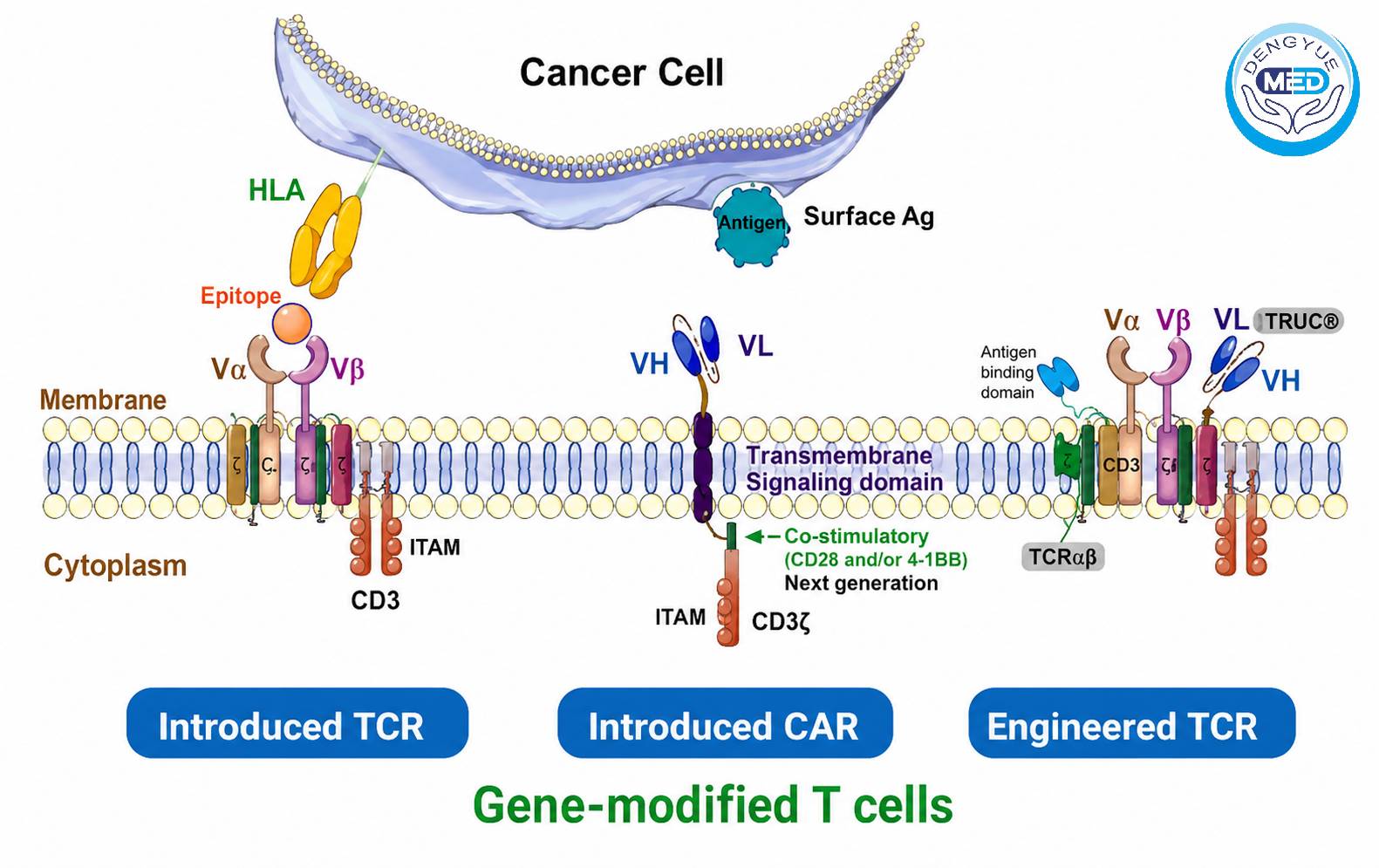Can TCR-T Become the Next Breakthrough for Advanced Head and Neck Cancer?