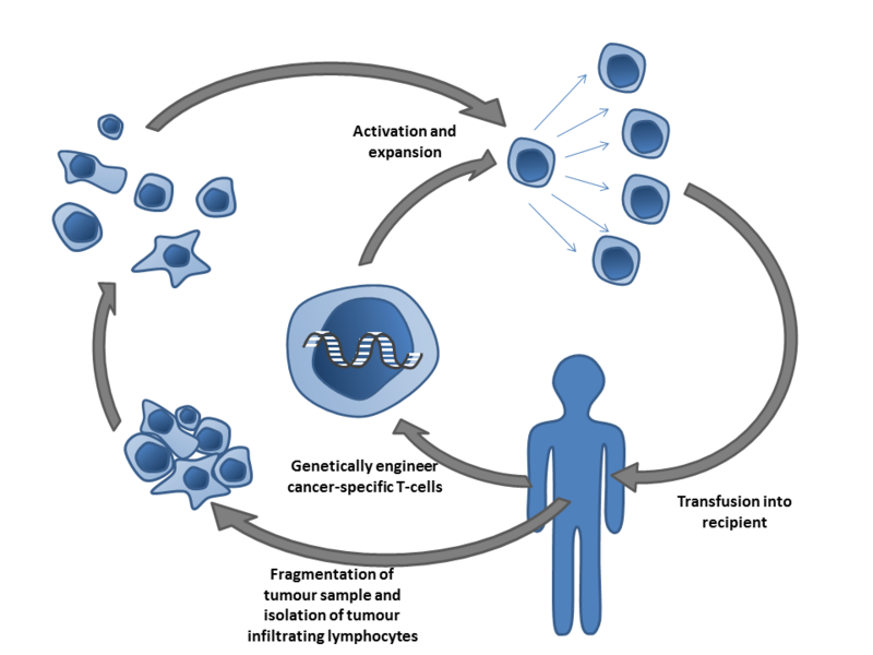 General process of TIL therapy: tumor sample collection, isolation, expansion, and reinfusion