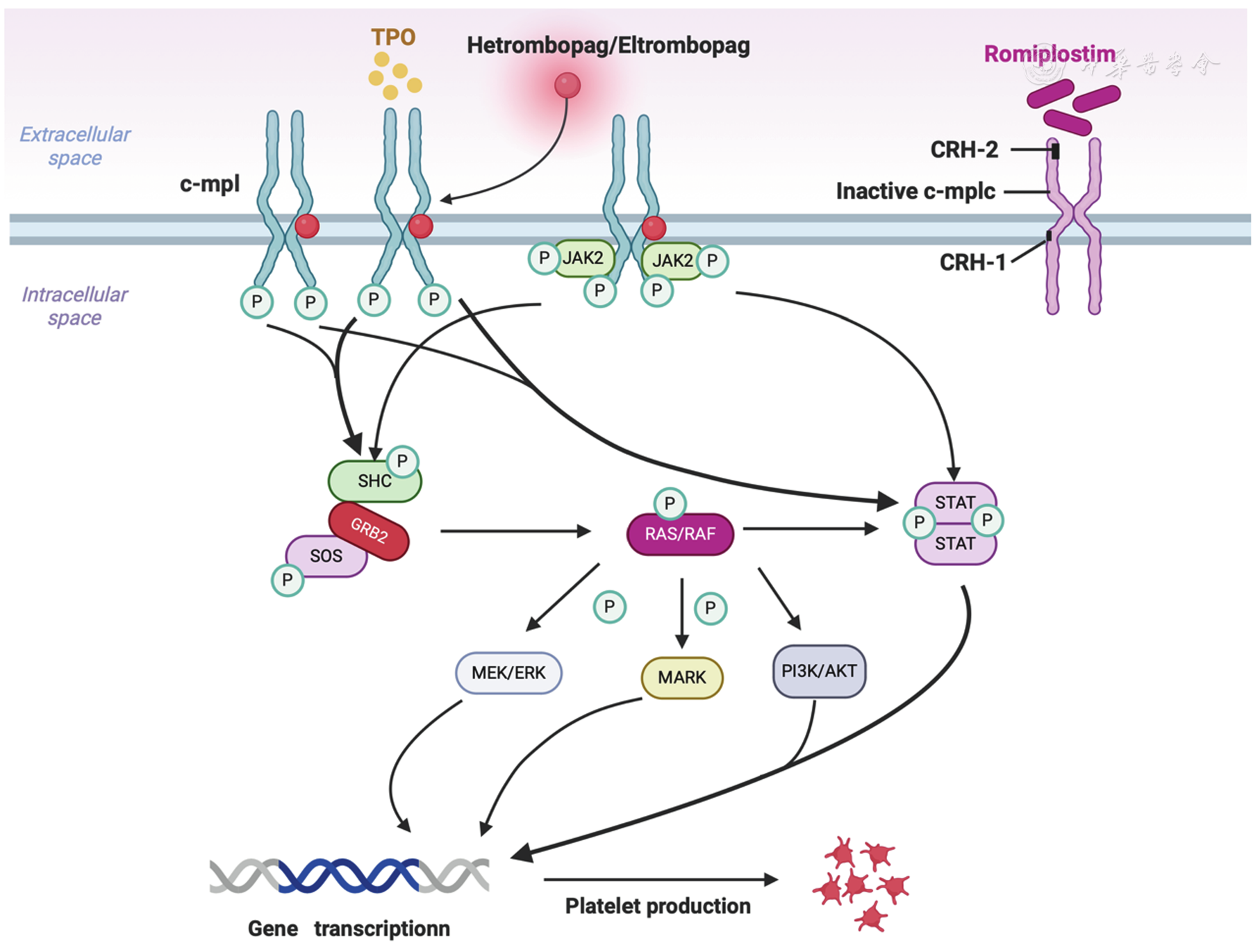 TPO receptor signaling pathway
