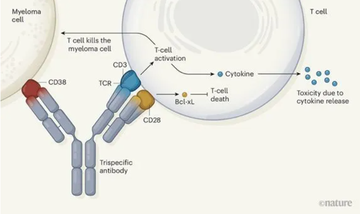 Mechanism of a Trispecific Antibody