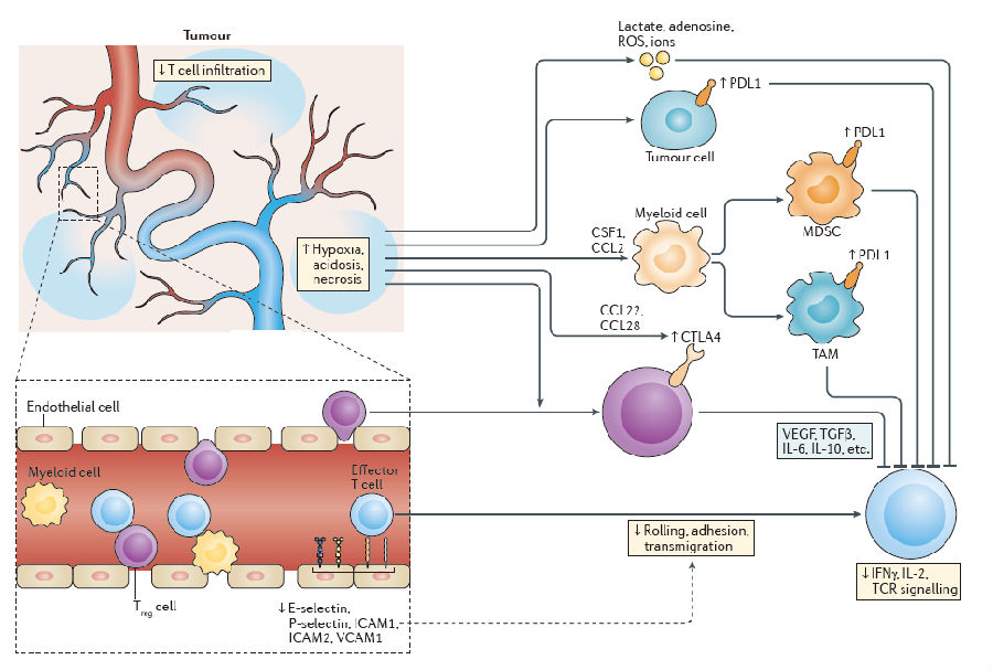 Tumor Immune Evasion Mechanisms